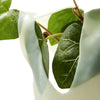 ANUA Heartleaf 70 Soothing Collagen Mask